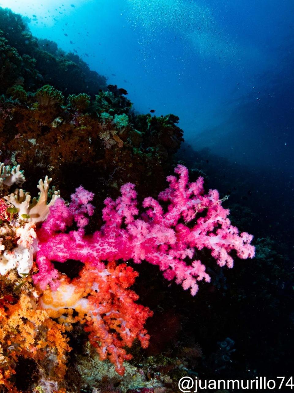 Marind Dive Eco Resort Waha エクステリア 写真